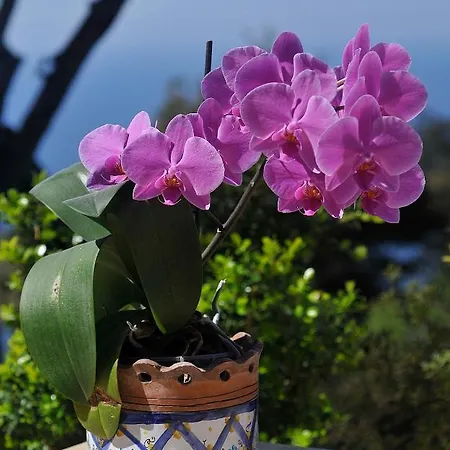 Le Ginestre Di Capri Bb & House 2*