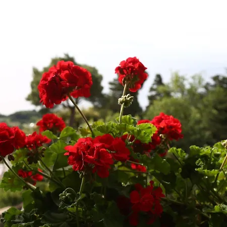 Le Ginestre Di Capri Bb & House 2*