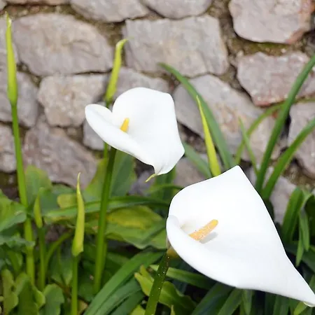 Le Ginestre Di Capri Bb & House 2*